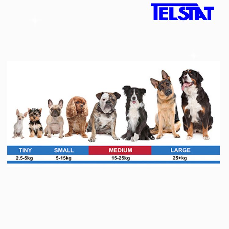 Dogtra 202C 2-pack Dog Training Collar